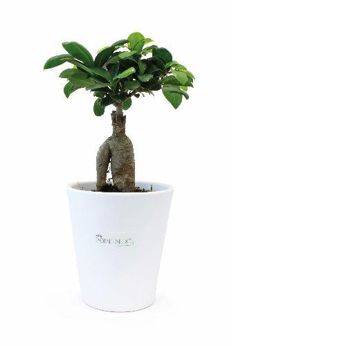 Achat Le Ficus Ginseng - grand format - 