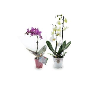L'Orchidée - Petit modèle