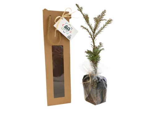 Achat Plant d'arbre en sac kraft - Résineux - 