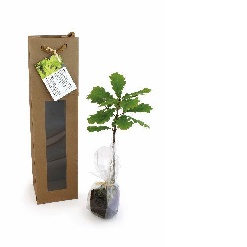 Achat Plant d'arbre en sac kraft - Prestige - 
